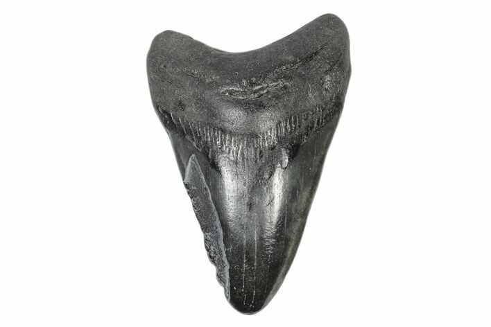 Bargain, Fossil Megalodon Tooth #168944